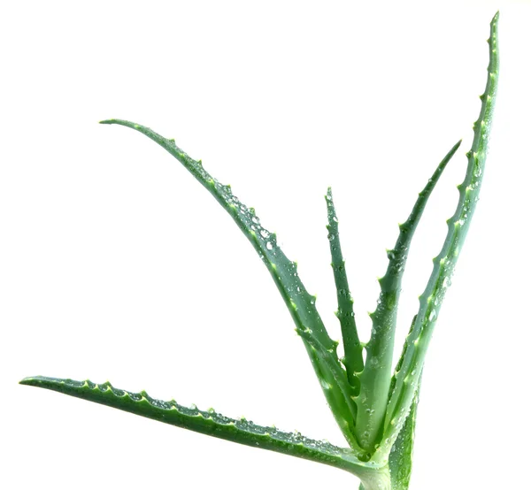 Aloe vera —  Fotos de Stock