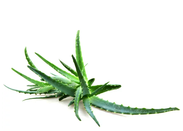 Aloe vera — Stock fotografie