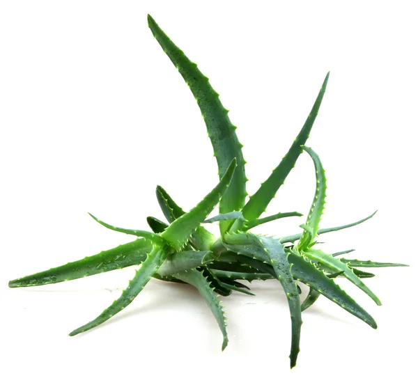 Aloes zwyczajny — Zdjęcie stockowe