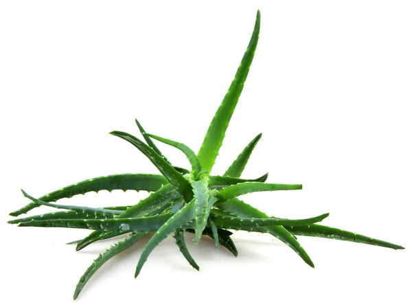 Aloe vera —  Fotos de Stock