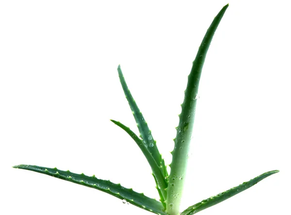 Aloe vera — Fotografie, imagine de stoc