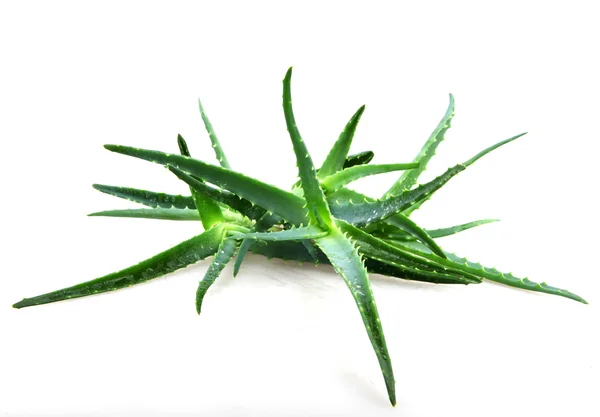 Aloes zwyczajny — Zdjęcie stockowe