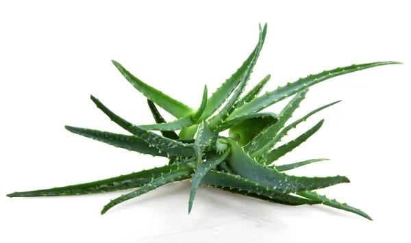 Aloe vera — Stok fotoğraf