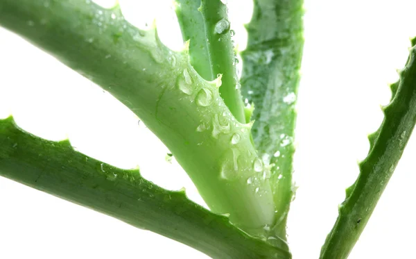 Aloe vera — Stock fotografie