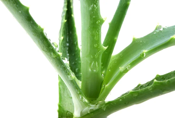 Aloe vera — Foto Stock