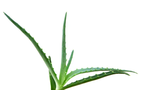 Aloe vera — Fotografia de Stock