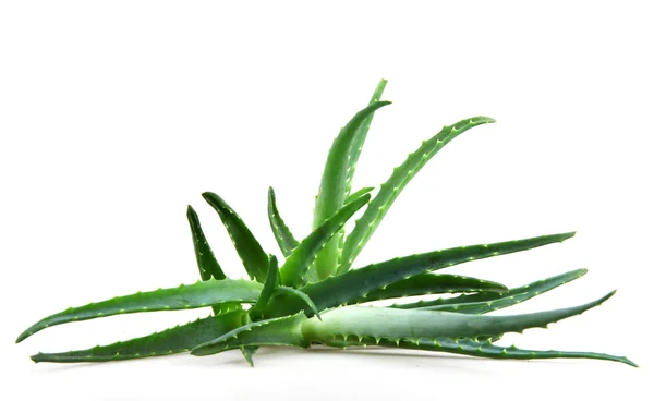 Aloe vera — Foto Stock