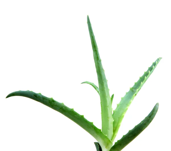 Aloe vera — Fotografia de Stock