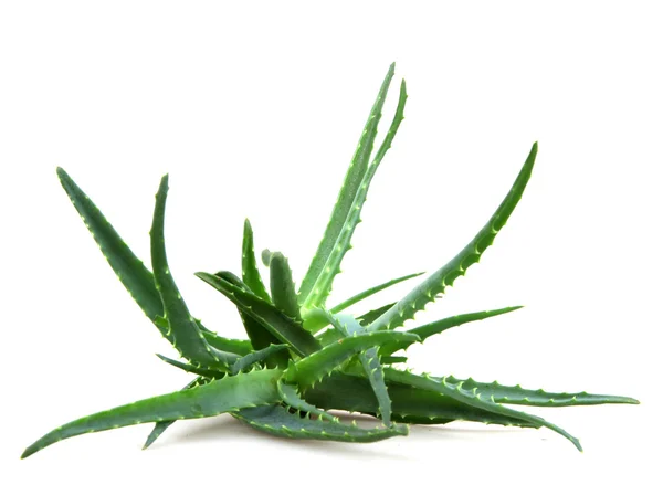 Aloe vera — Fotografia de Stock