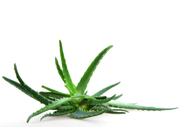 Aloe vera — kuvapankkivalokuva