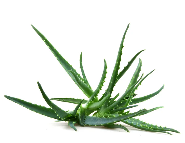 Aloe vera — Fotografia de Stock