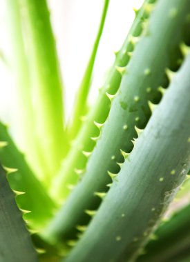 aloe vera bitkisi