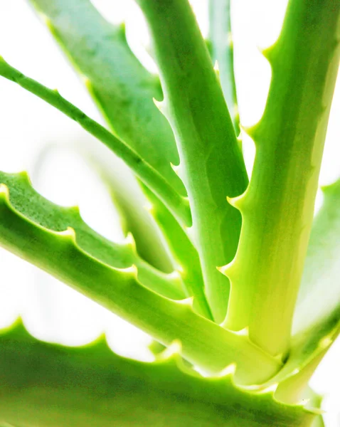 Aloe Vera Pflanze — Stockfoto