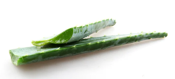 Aloe vera — Stok fotoğraf