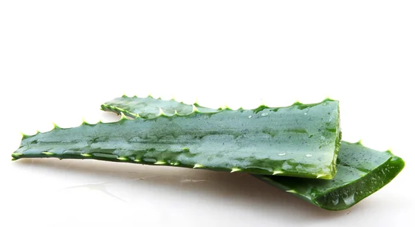 Aloe Vera — Stockfoto