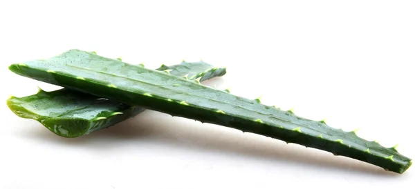 Aloe vera — Fotografia de Stock