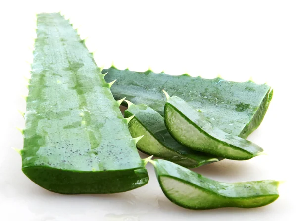 Aloe vera — Fotografia de Stock