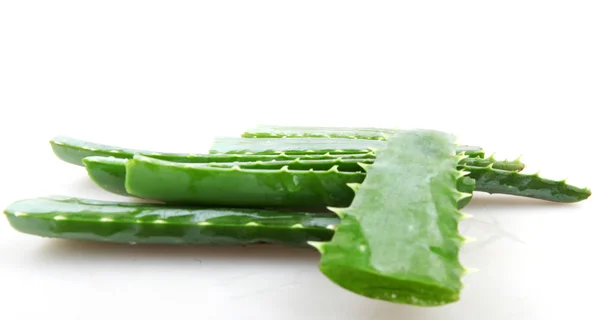 Aloe vera bitkisi — Stok fotoğraf