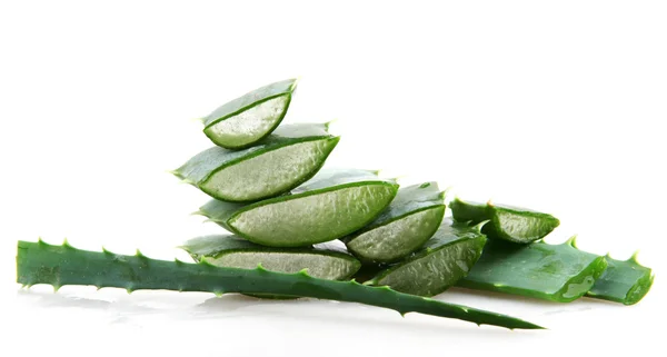 Pianta di aloe vera — Foto Stock