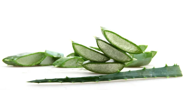 Aloe vera bitkisi — Stok fotoğraf