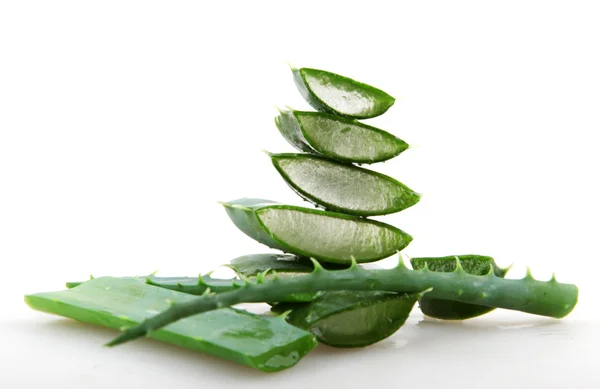 Pianta di aloe vera — Foto Stock