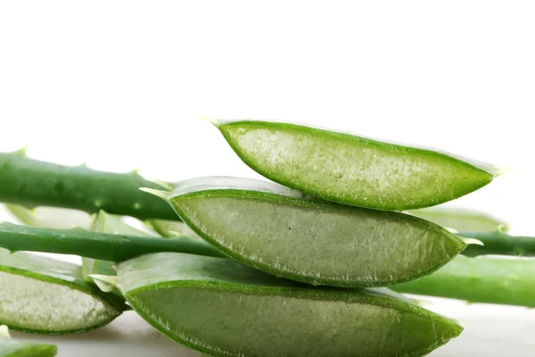 Aloe vera rostlina — Stock fotografie