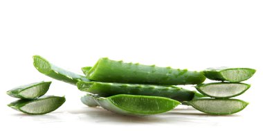 aloe vera bitkisi
