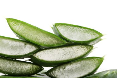 aloe vera bitkisi