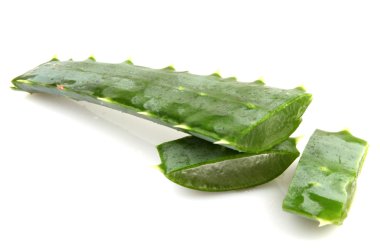 aloe vera bitkisi beyaz üzerine izole