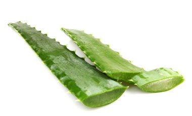 aloe vera bitkisi beyaz üzerine izole