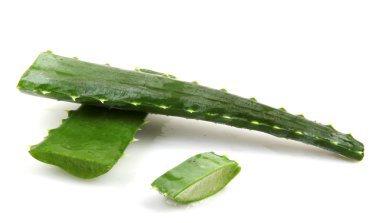 aloe vera bitkisi beyaz üzerine izole