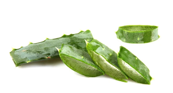 Pianta di aloe vera isolata su bianco — Foto Stock