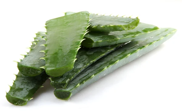 Aloe vera bitkisi beyaz üzerine izole — Stok fotoğraf