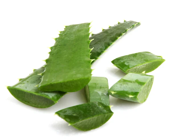 Aloe Vera Pflanze isoliert auf weiß — Stockfoto