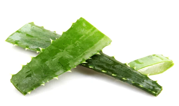 Aloe Vera Pflanze isoliert auf weiß — Stockfoto