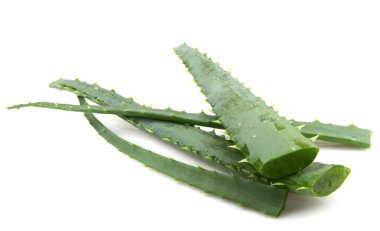 aloe vera bitkisi beyaz üzerine izole