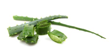 aloe vera bitkisi beyaz üzerine izole