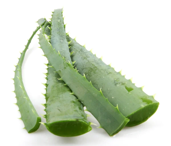 Planta de aloe vera aislada en blanco —  Fotos de Stock