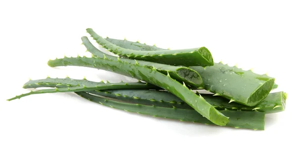 Planta aloe vera isolado em branco — Fotografia de Stock