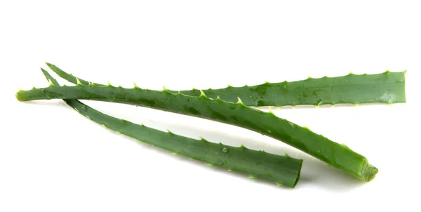 Planta aloe vera isolado em branco — Fotografia de Stock