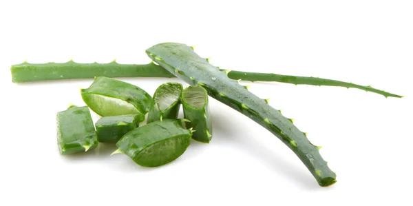 Aloe vera bitkisi beyaz üzerine izole — Stok fotoğraf