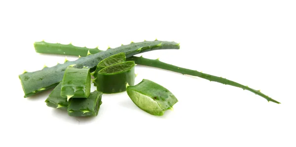 Aloe vera bitkisi beyaz üzerine izole — Stok fotoğraf