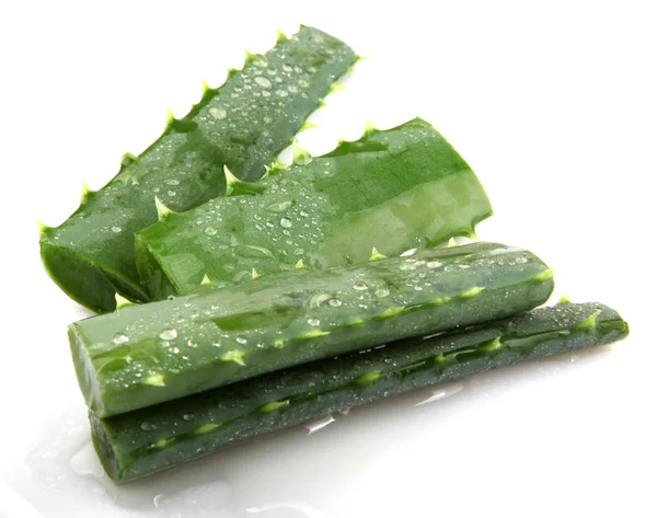 Aloe Vera Pflanze isoliert auf weiß — Stockfoto