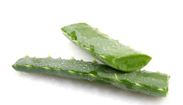 Aloe vera bitkisi beyaz üzerine izole — Stok fotoğraf