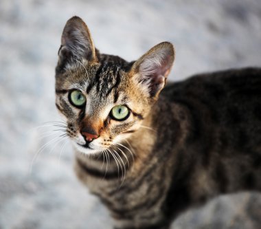 kedi portre