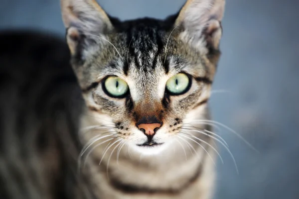 Retrato de gato — Fotografia de Stock