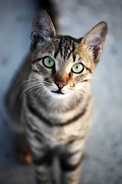 Retrato de gato — Fotografia de Stock