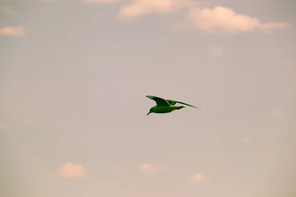 Nature landscape — Stock Photo, Image