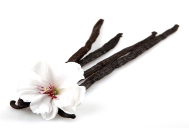 Vanilya Fasulyesi ve çiçek