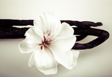 Vanilya Fasulyesi ve çiçek